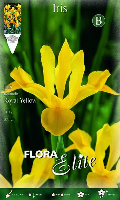Ίριδα Royal yellow