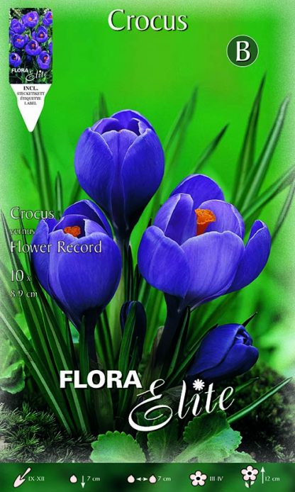 Κρόκος Γίγας Flower Record