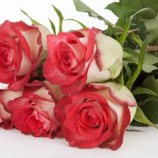 Ροζ Τριαντάφυλλα Double Date