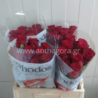 Τριαντάφυλλα Rhodos