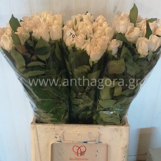 Τριαντάφυλλα Vedela Somon