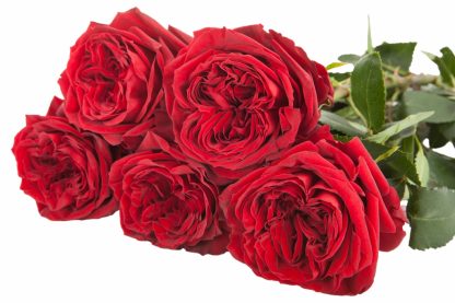 Τριαντάφυλλα Mayras Red