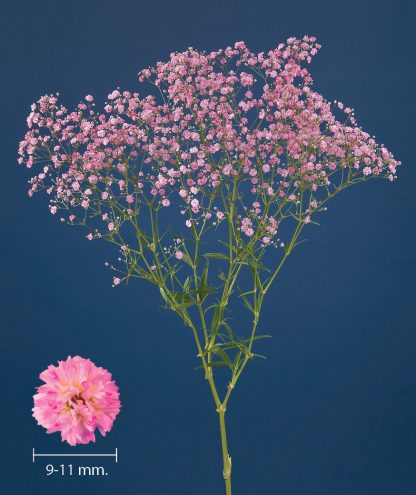 Γυψοφύλλη - Gypsophila My Pink